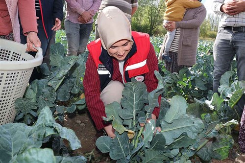 Vali Yiğitbaşı, Taşoluk’ta Brokoli Hasadına Katıldı 